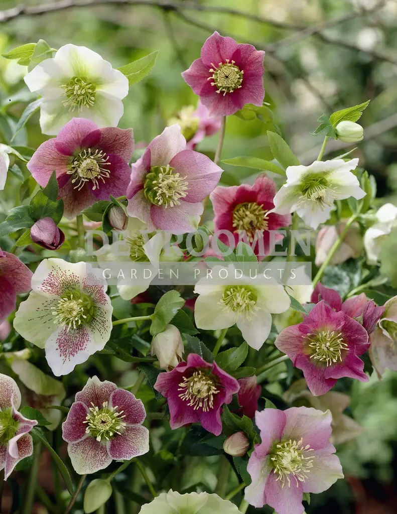 Helleborus