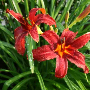 Hemerocallis for Pot Culture