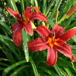 Hemerocallis for Pot Culture