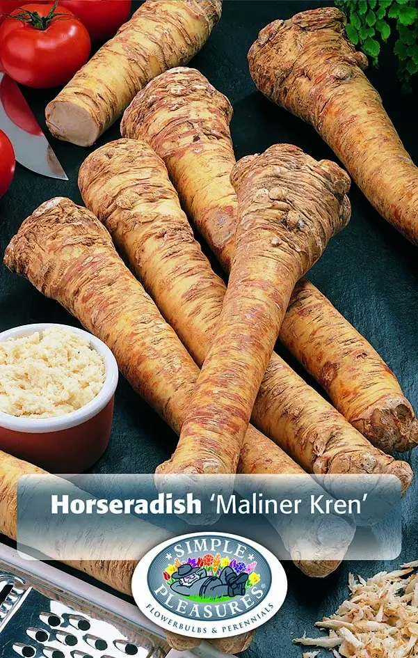 Horseradish