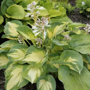 Hosta for Pot Culture