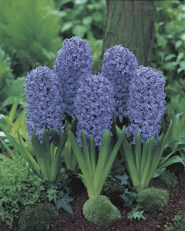 Hyacinth Blue Jacket