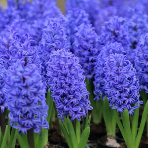 Hyacinths