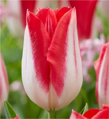 Landscape Contractors