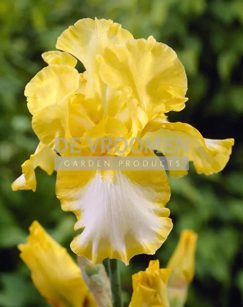 Iris Bearded