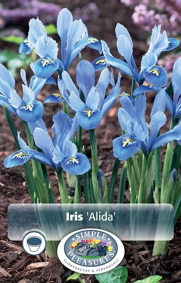 Iris Dwarf
