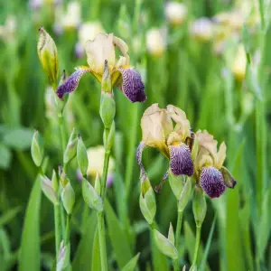 Iris Germanica for Pot Culture