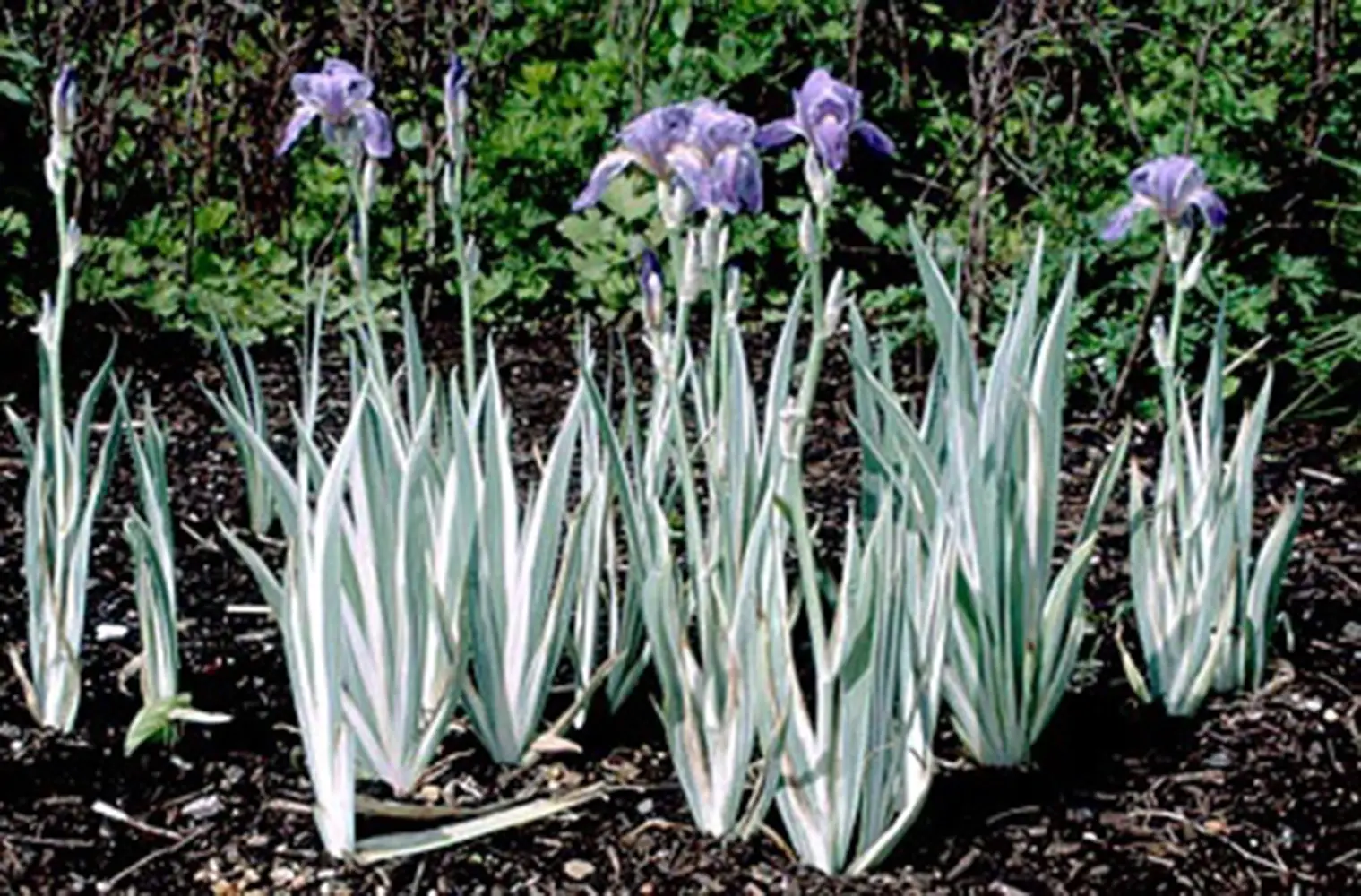 Iris Pallida