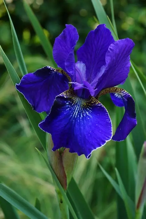 Iris Sibirica
