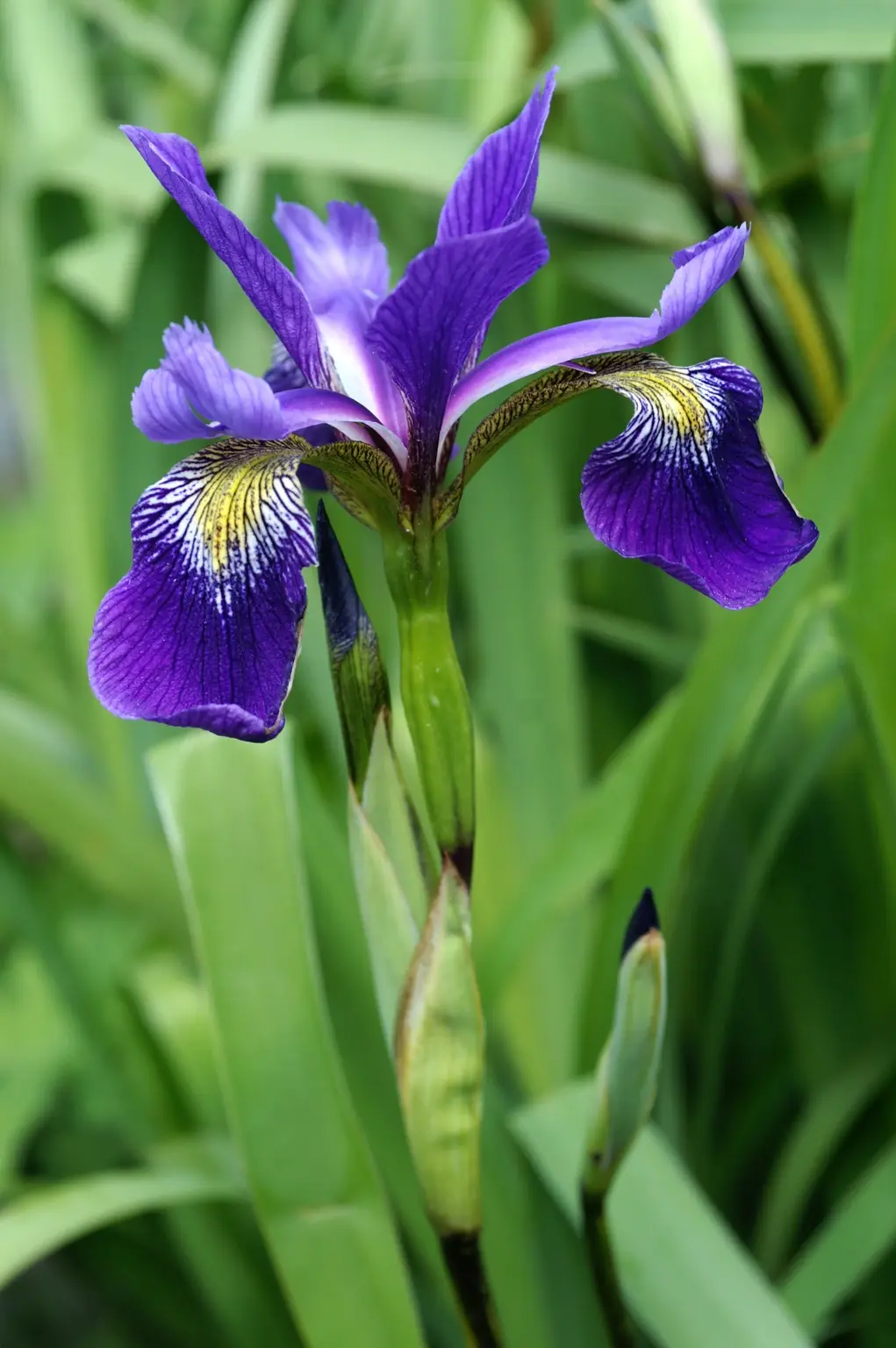 Iris Versicolor