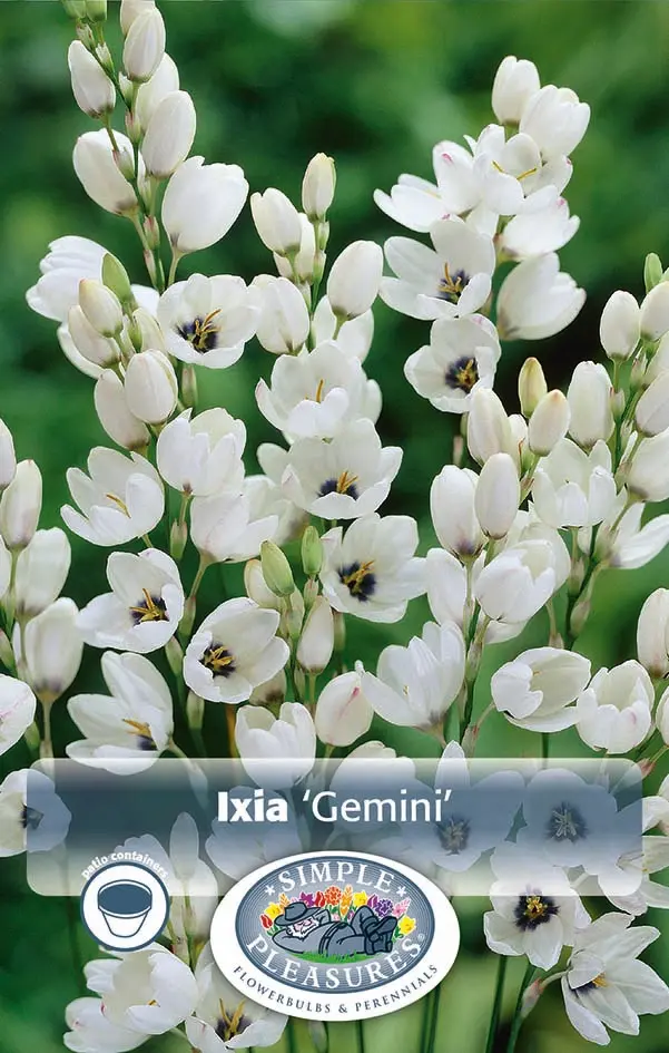 Ixia