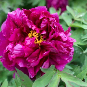Japanese Tree Peonies