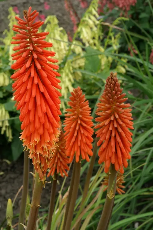 Kniphofia