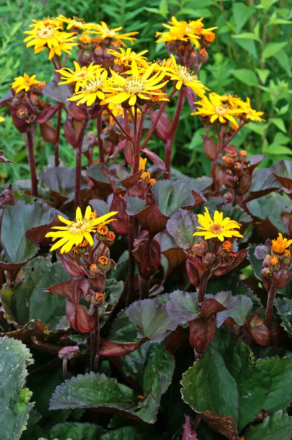 Ligularia