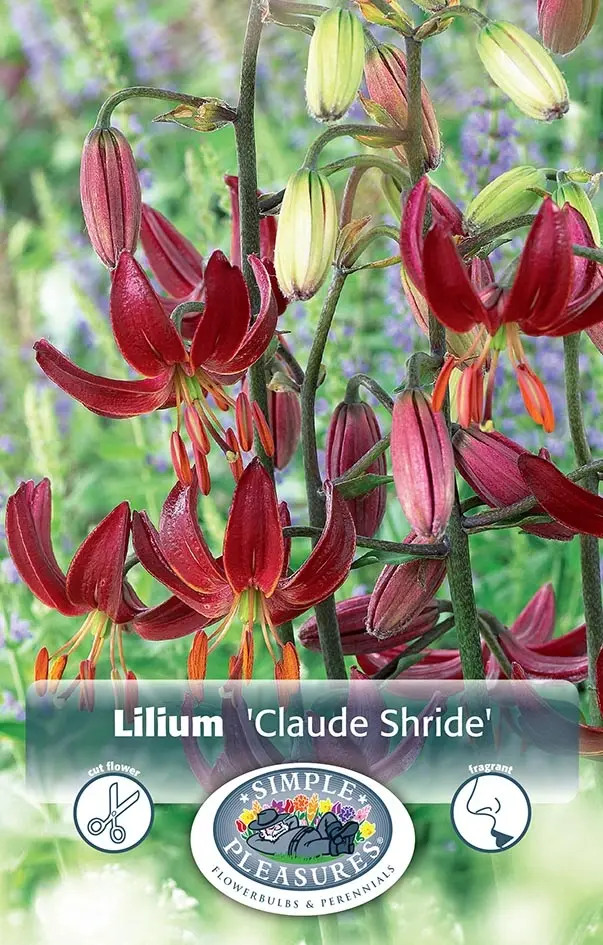 Lilies Martagon Hybrid