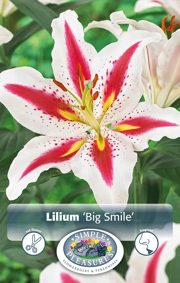 Lilies Oriental