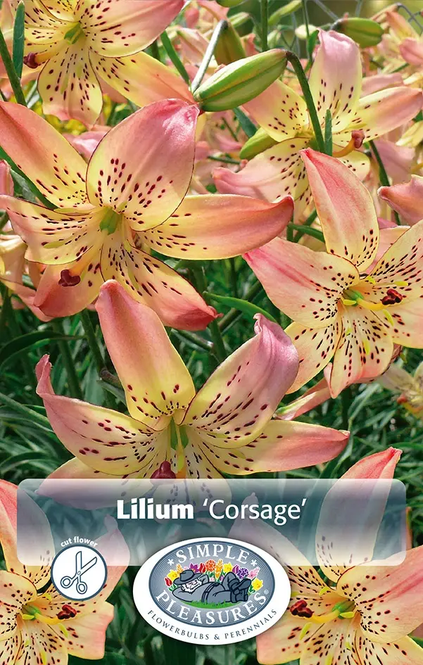 Lilies Tiger