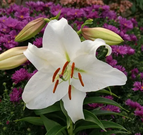 Lilium Oriental