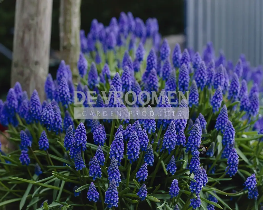 Muscari