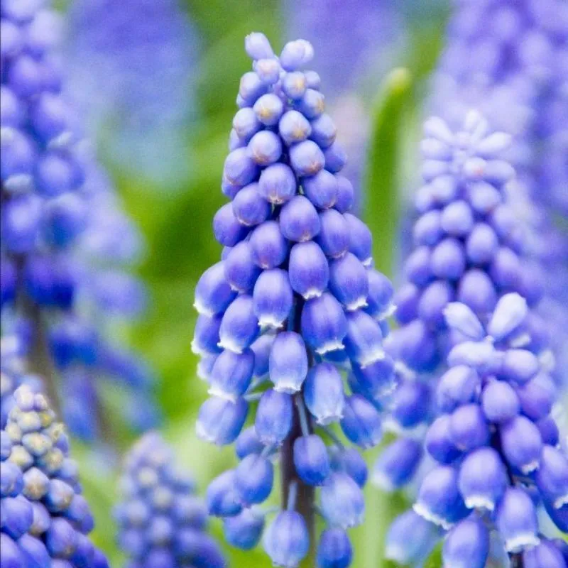 Muscari