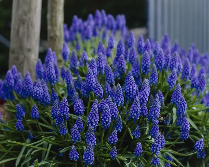 Muscari armeniacum