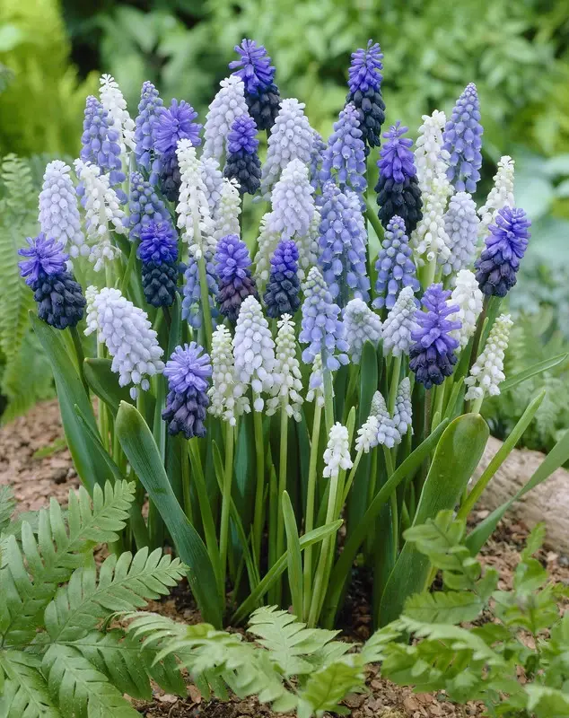 Muscari Mixed