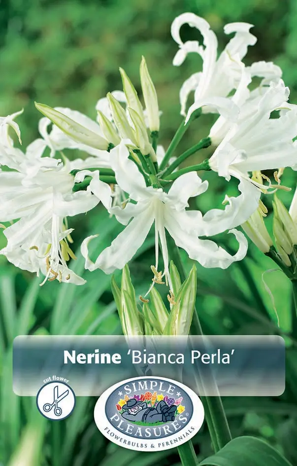 Nerine
