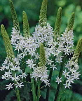 Ornithogalum