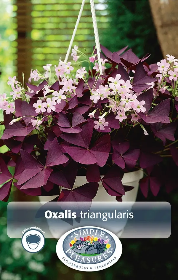 Oxalis