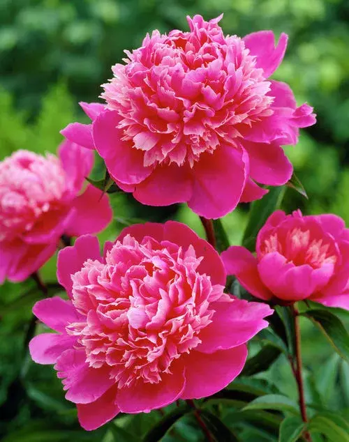 Paeonia Madame Debatene