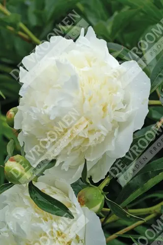 Paeony