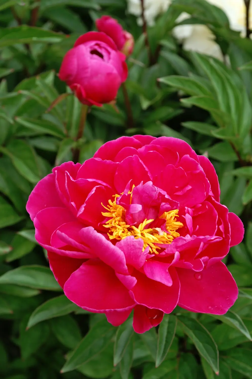 Paeony Garden Peony