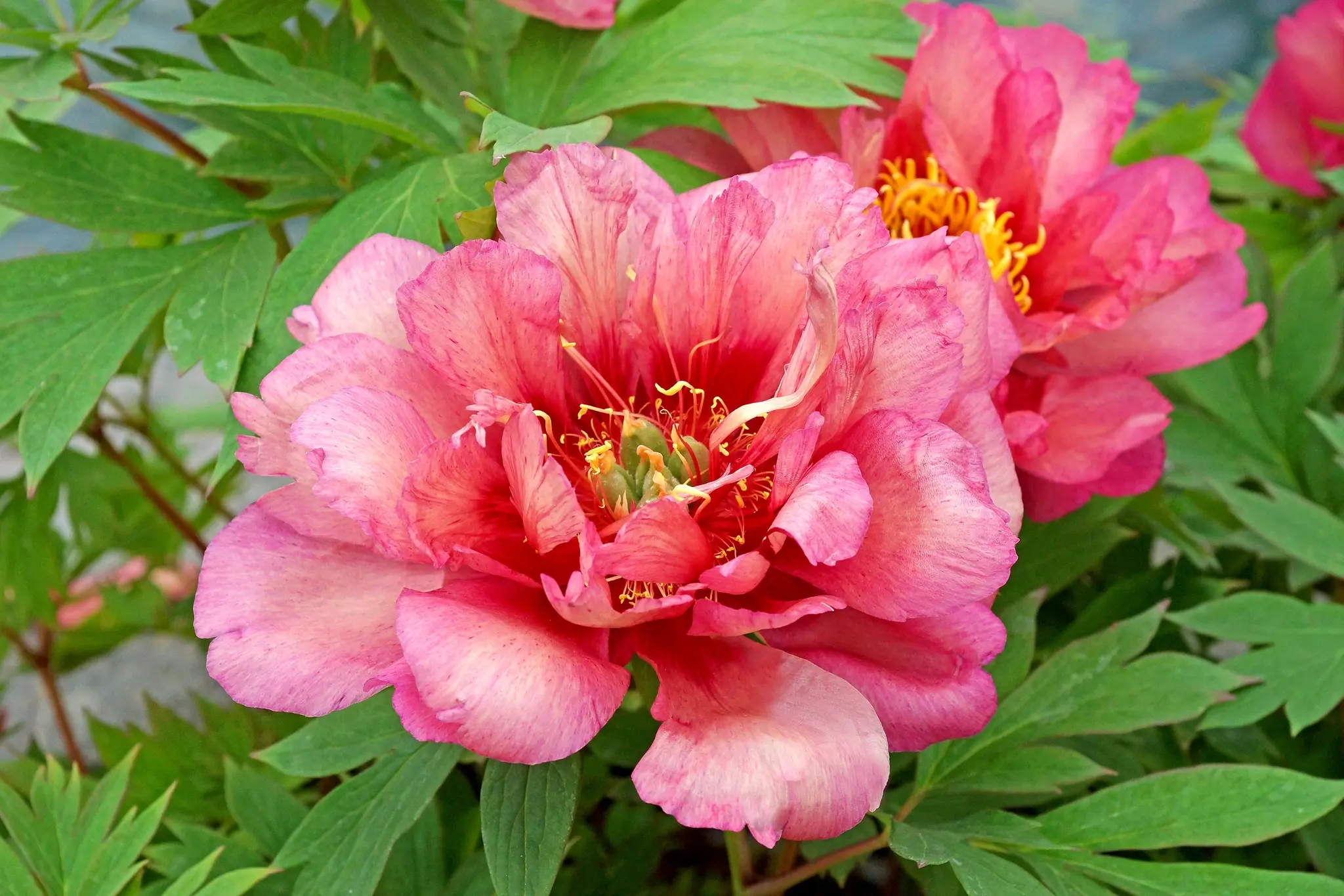 Paeony Intersectional (Itoh Peony)