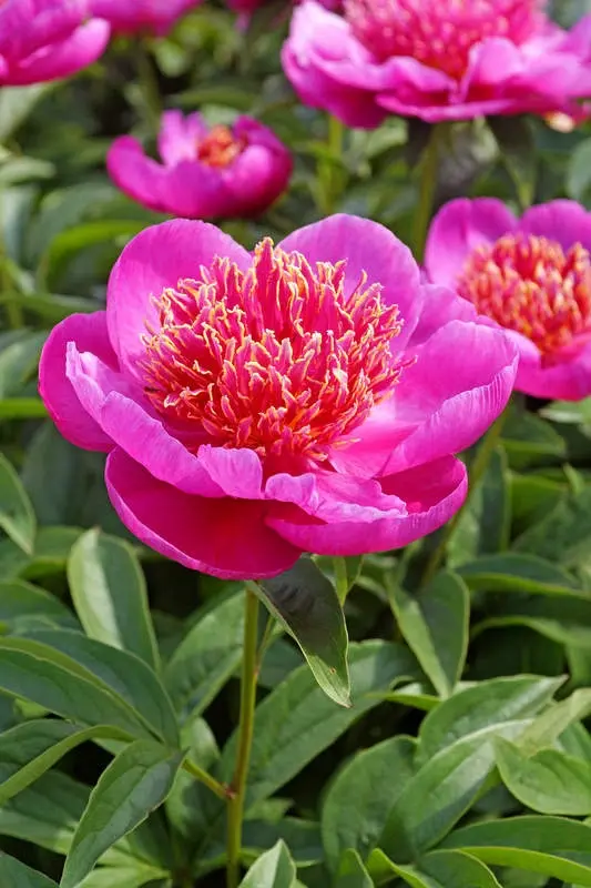 Paeony Lactoflora