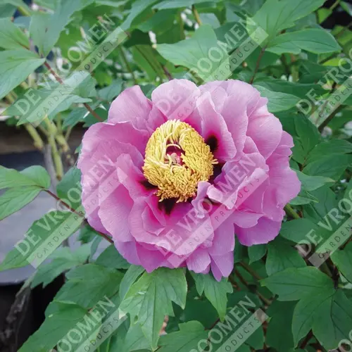 Paeony Suffruticosa (Tree Peony)