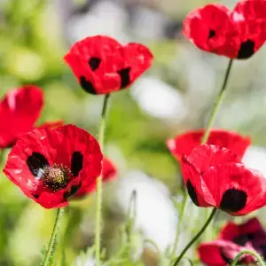 Papaver for Pot Culture