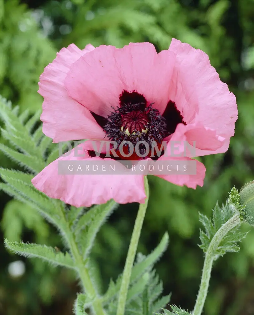 Papaver Orientale (Poppy)