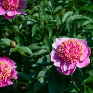 Peonies for Pot Culture