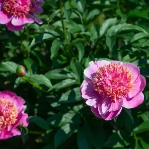 Peonies for Pot Culture