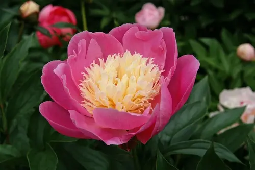 Peony Bowl of Beauty