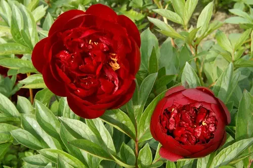 Peony Buckeye Belle