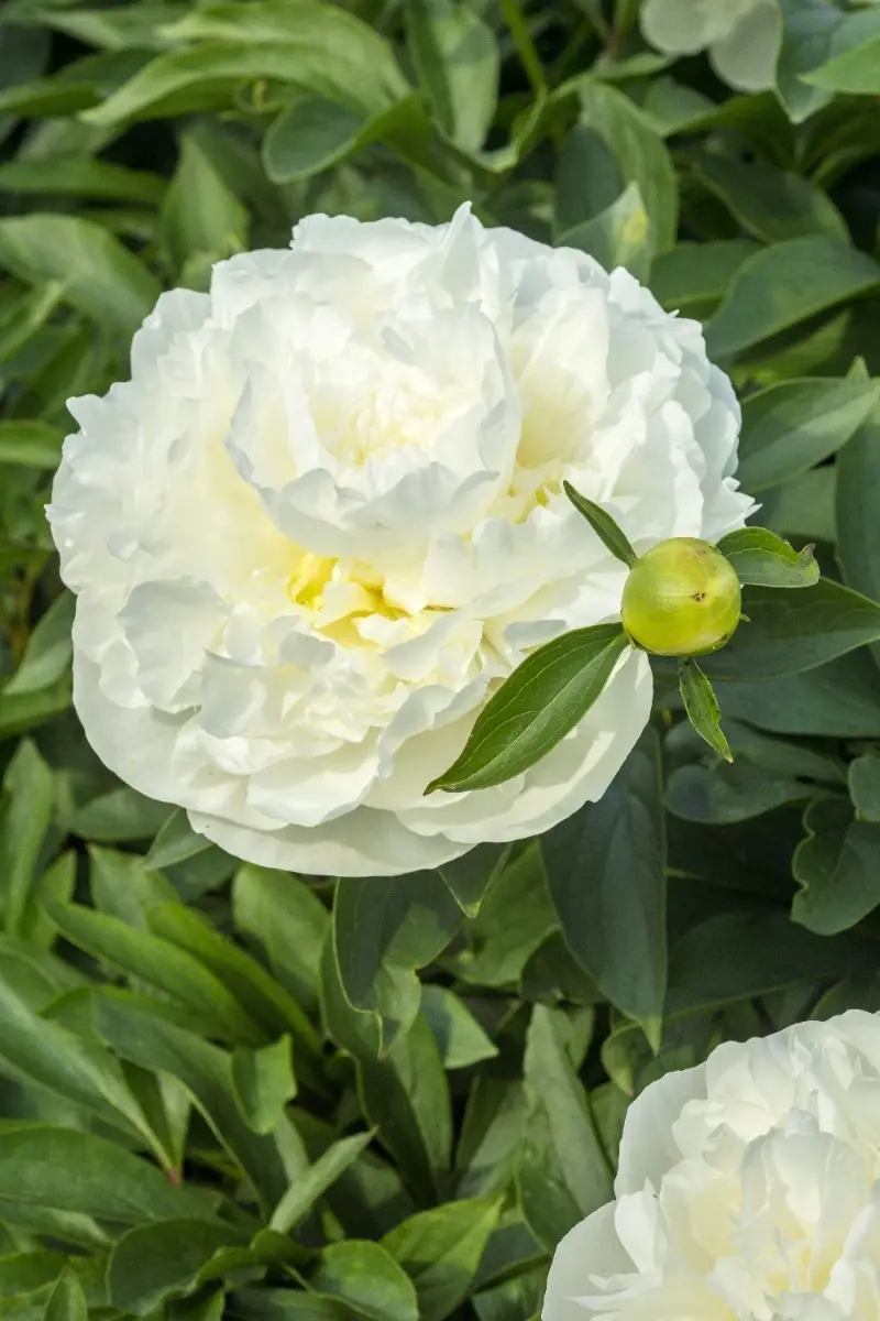 Peony Duchesse de Nemours
