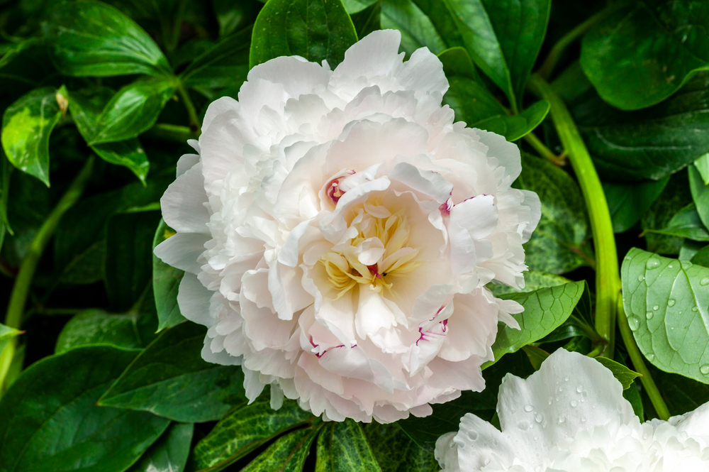 Peony Eden's Perfume
