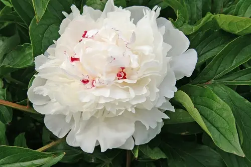 Peony Festiva Maxima