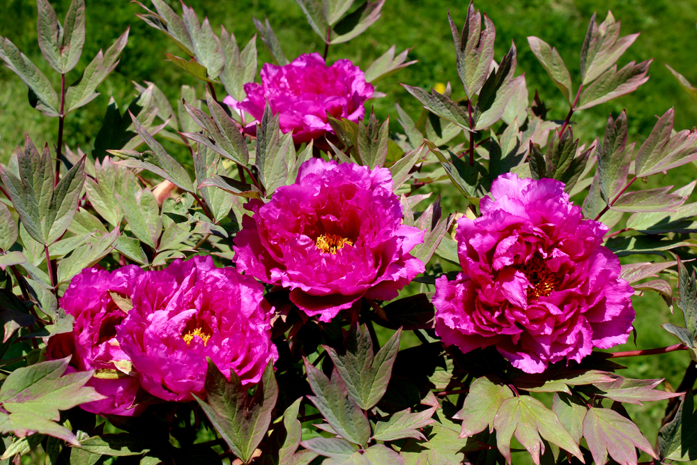 Peony Inspecteur Lavergne