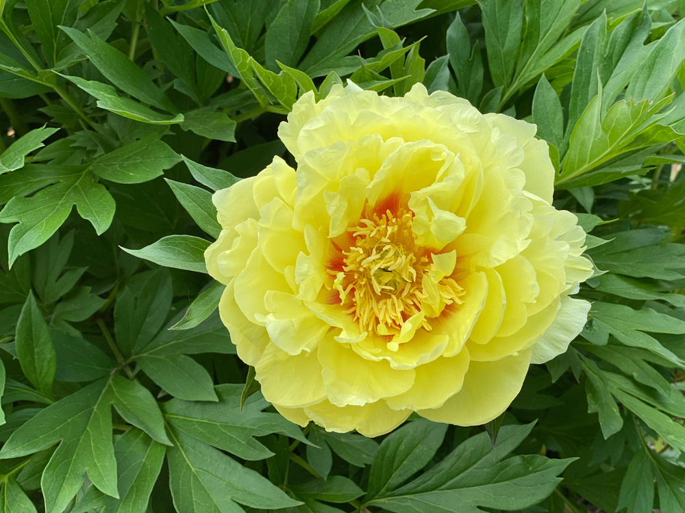 Peony Itoh-Hybrid 'Bartzella'
