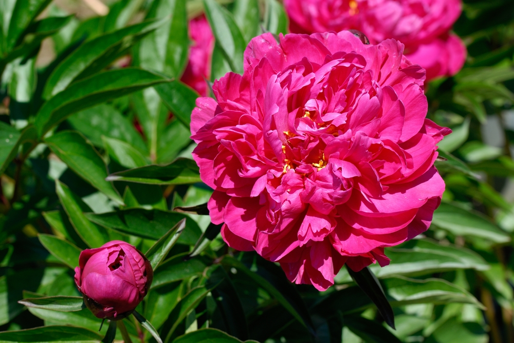 Peony Kansas
