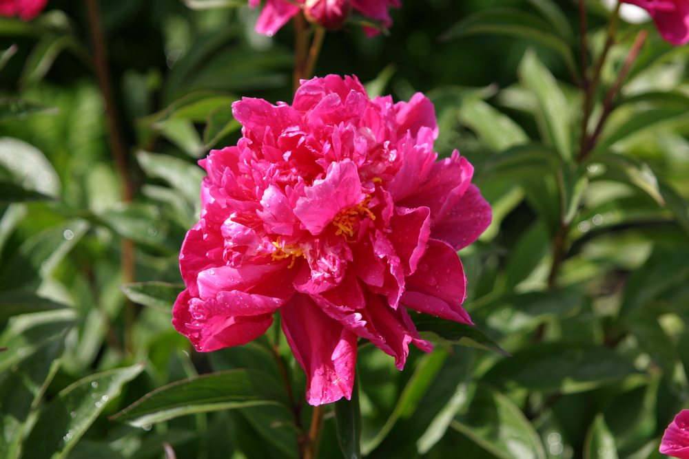 Peony Karl Rosenfield