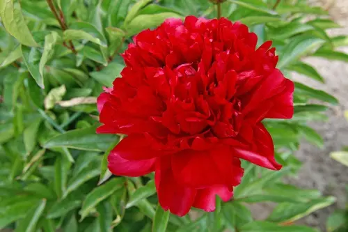 Peony Paul M. Wild
