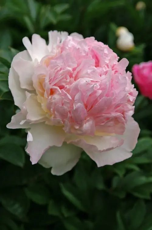 Peony Raspberry Sundae